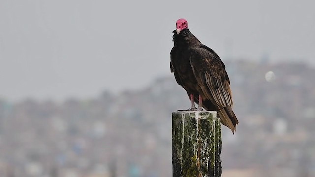 Turkey Vulture - ML335596401