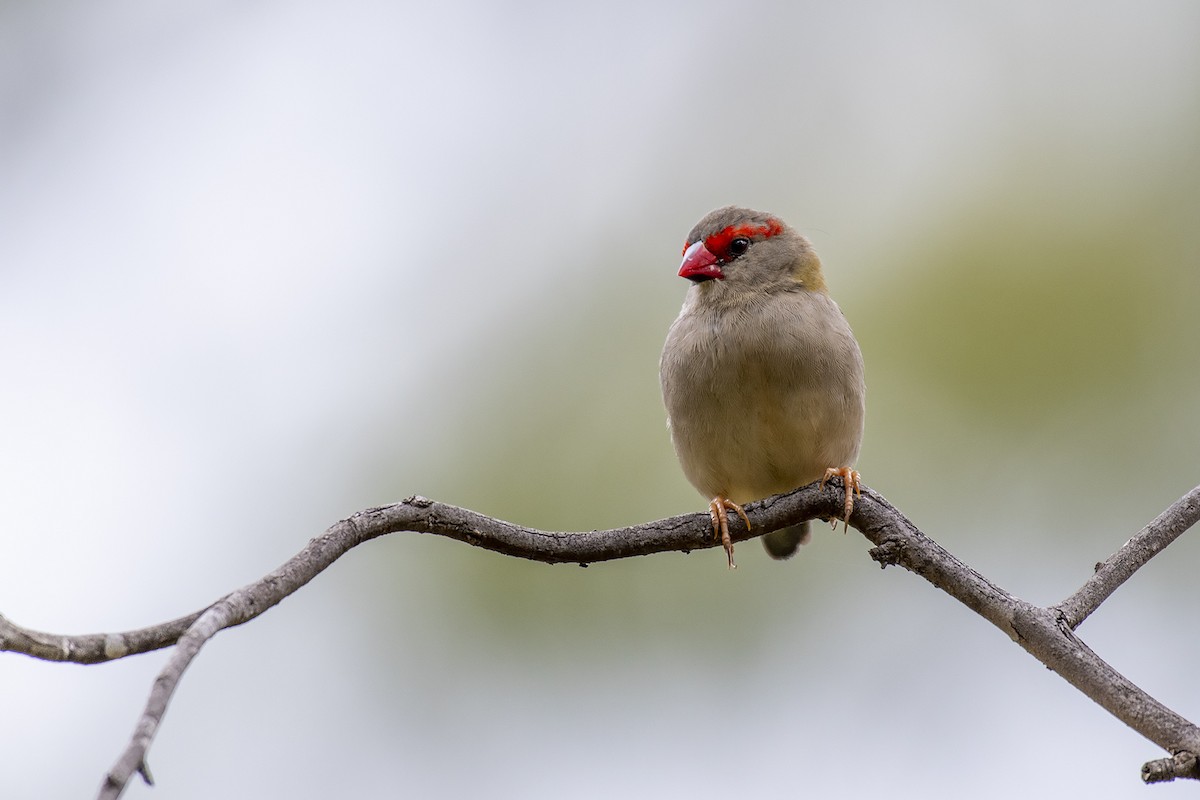 Red-browed Firetail - ML335598151