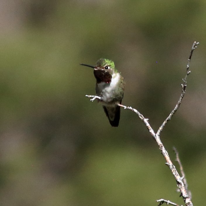 Broad-tailed Hummingbird - Susan Hunter