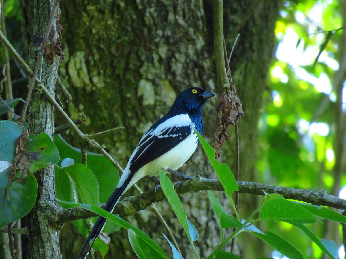 Magpie Tanager - ML335608941