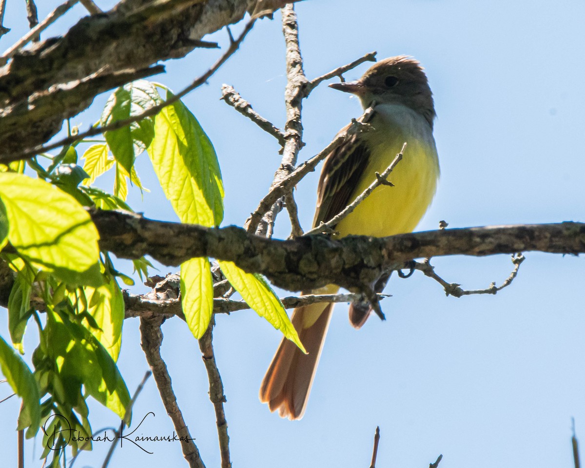 Great Crested Flycatcher - ML335613201