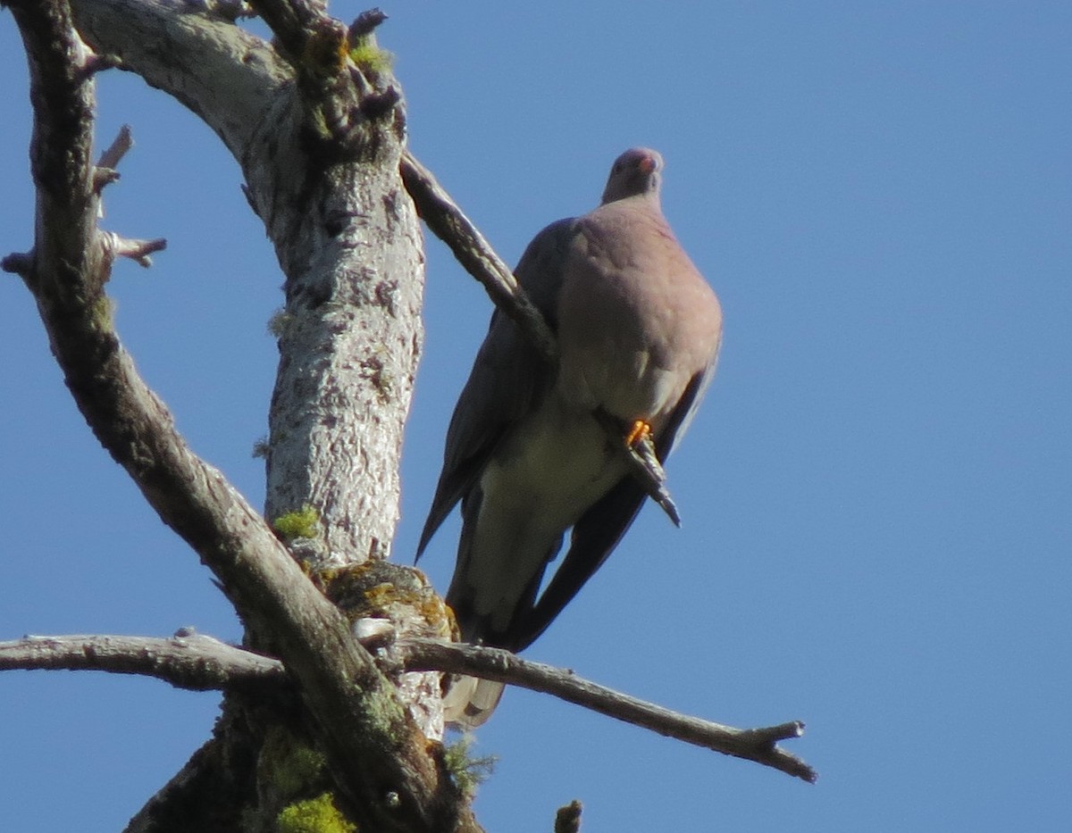 Band-tailed Pigeon - Matthew Hunter