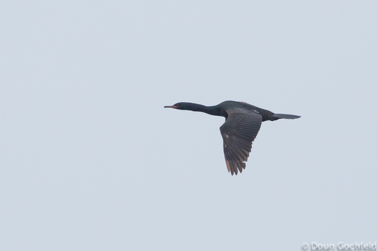 cormorant sp. - ML335615141