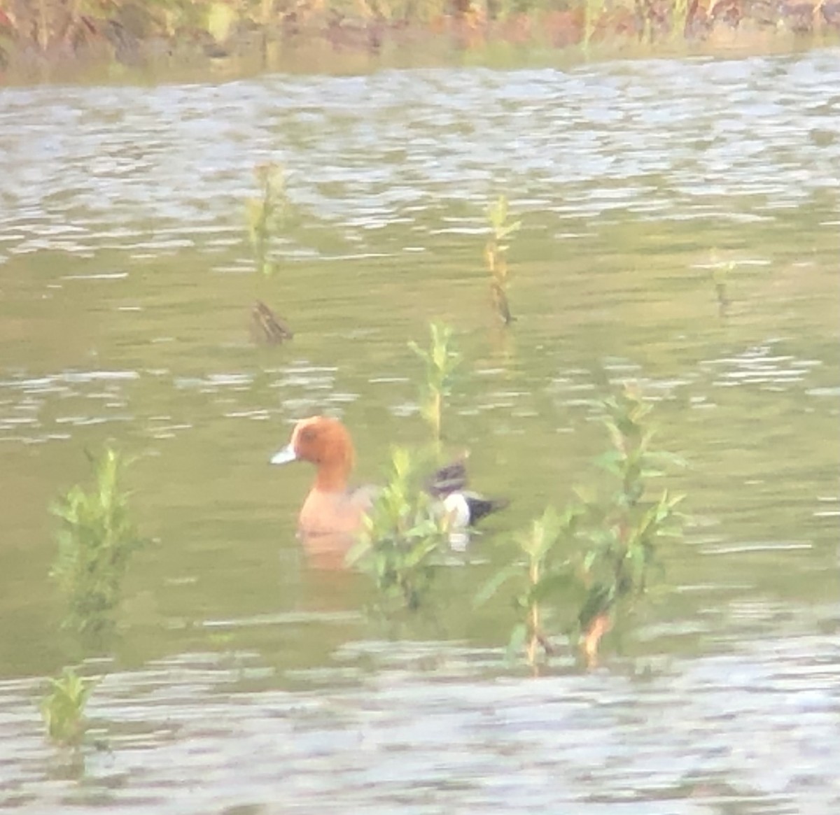 Eurasian Wigeon - Andy Brought