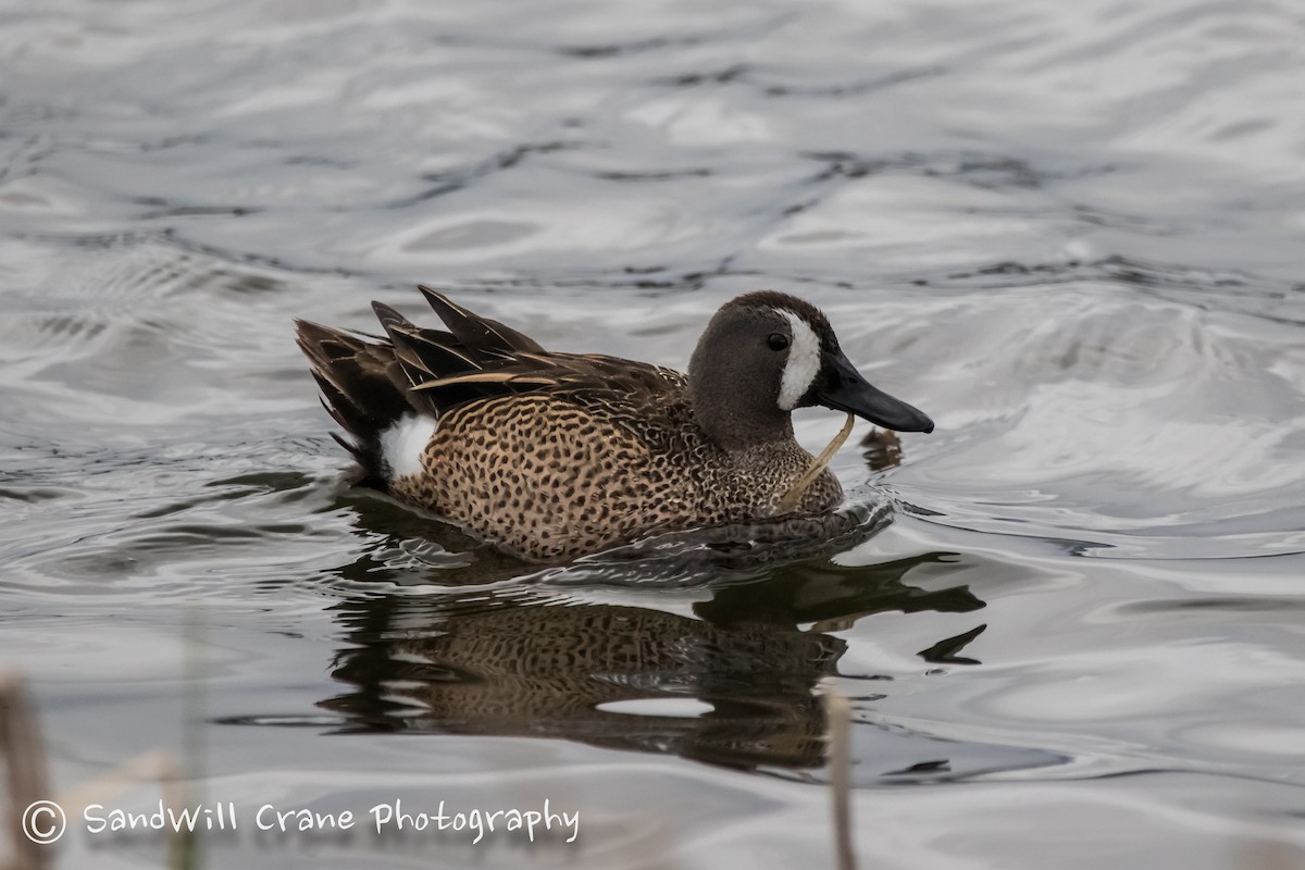 Blue-winged Teal - ML335619611