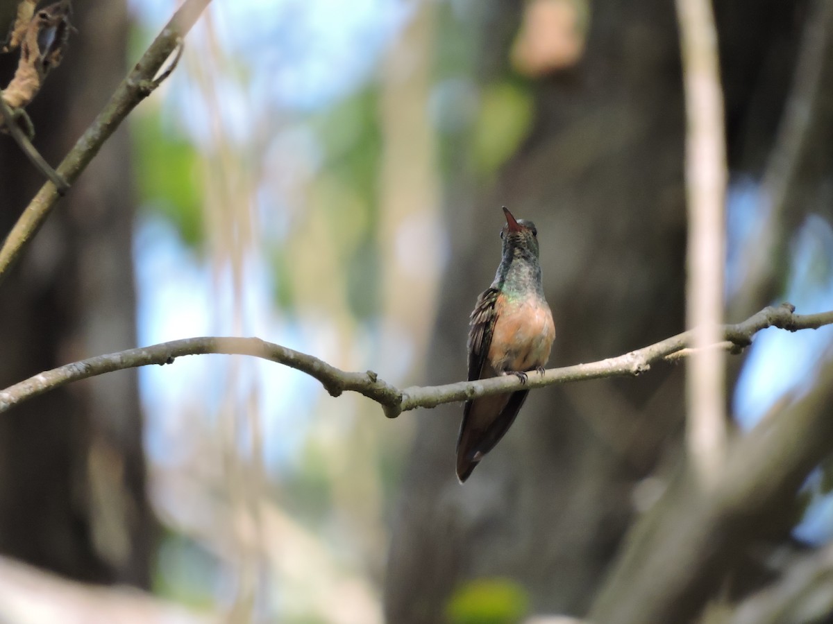 Buff-bellied Hummingbird - ML335623891