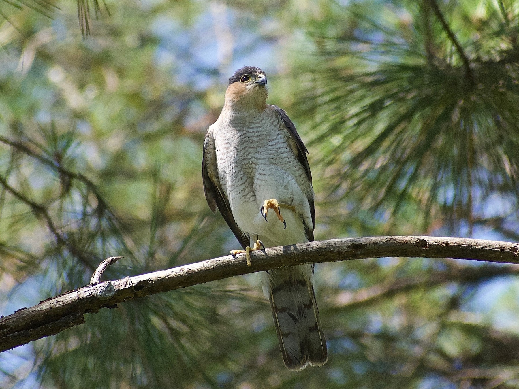 アシボソハイタカ Striatus グループ Ebird