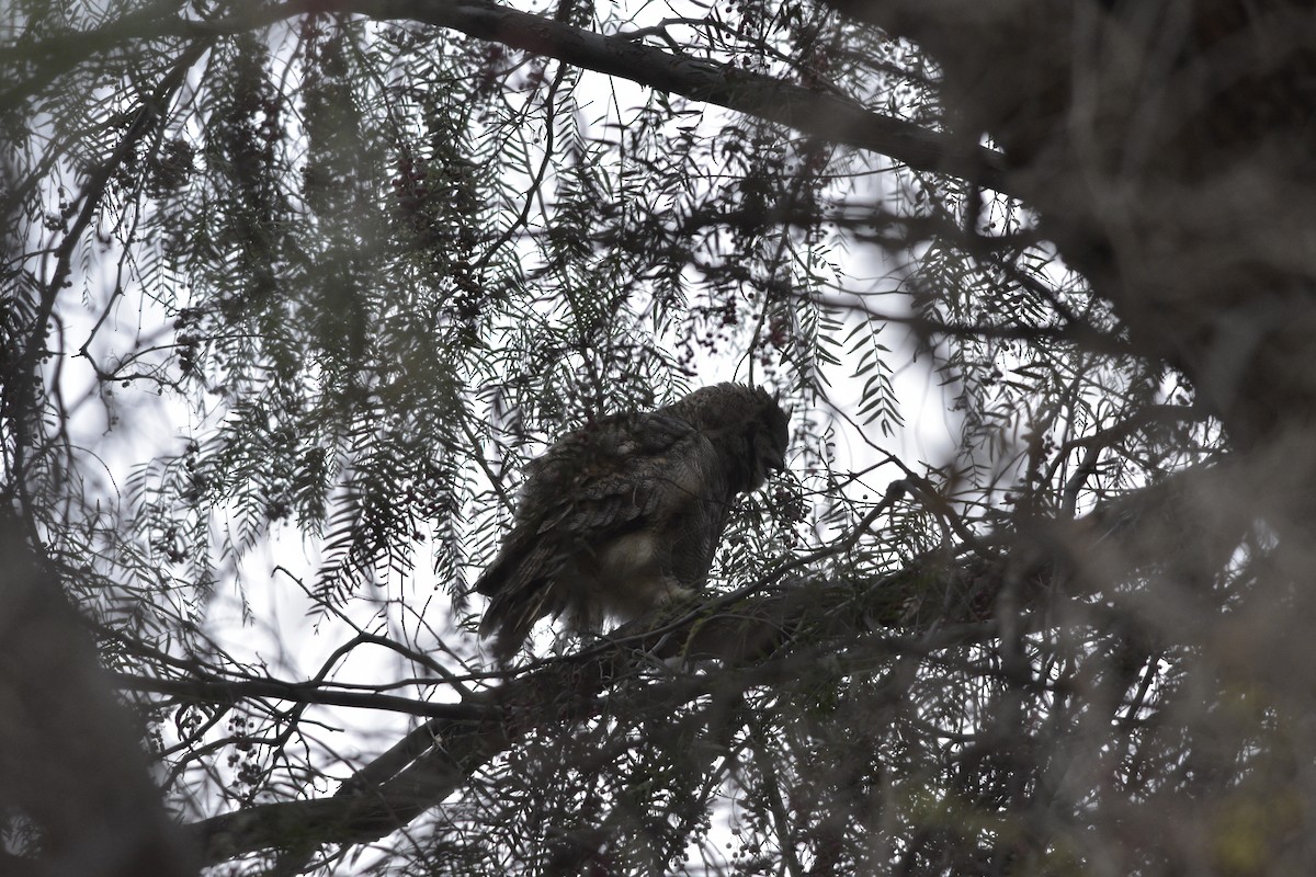 Lesser Horned Owl - Jorge claudio fuentes figueroa