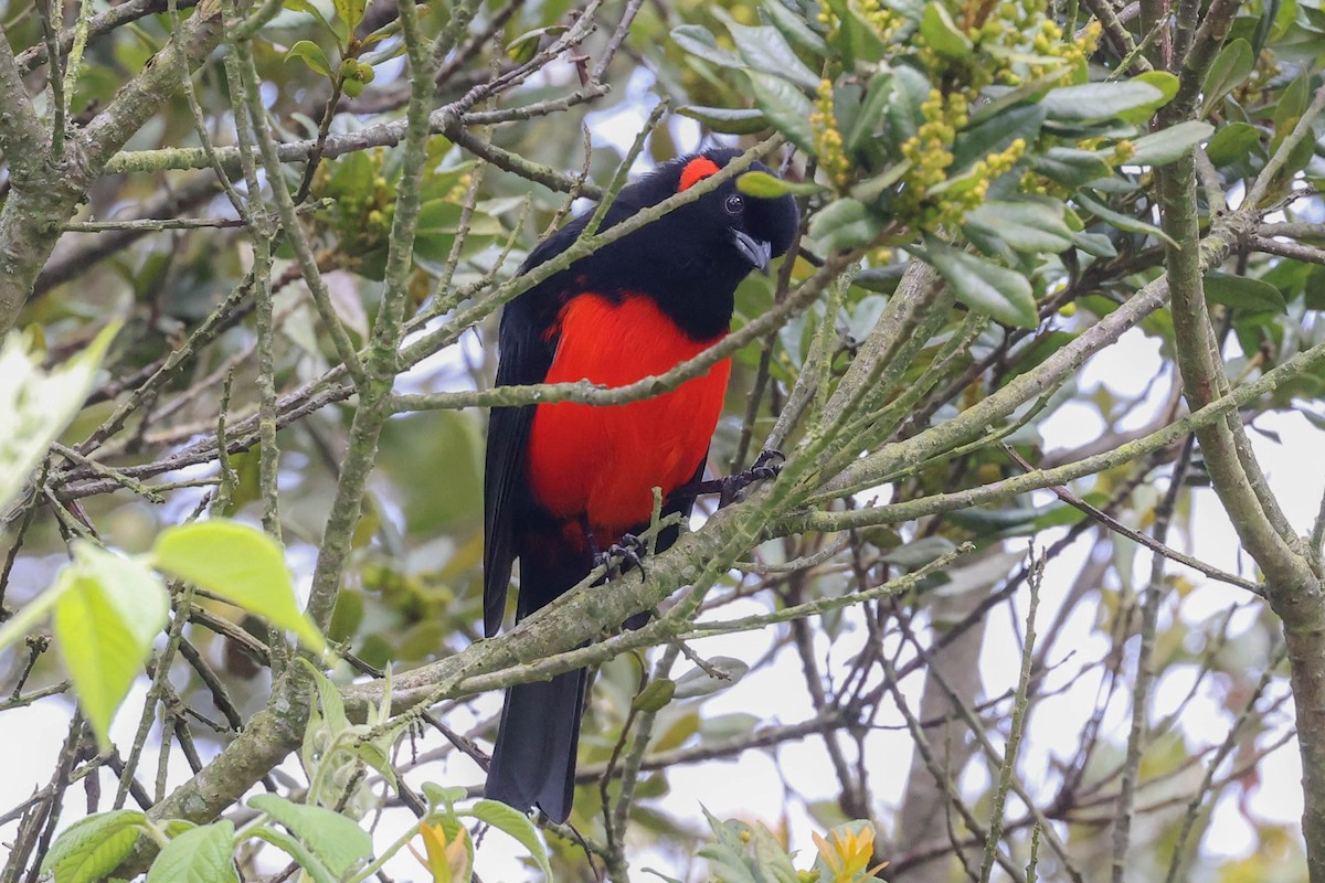 Scarlet-bellied Mountain Tanager - ML335631401
