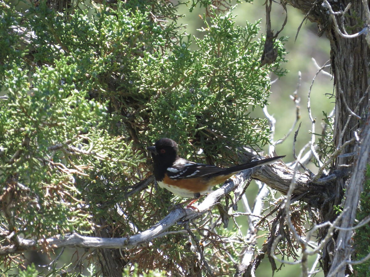 Spotted Towhee - ML33563171