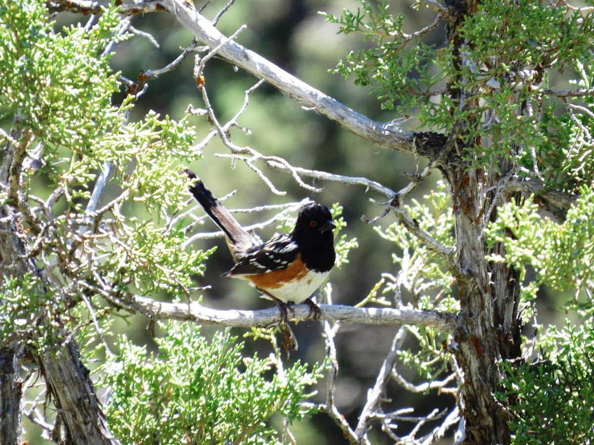 Spotted Towhee - ML33563181