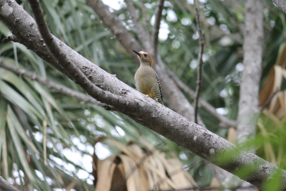 Golden-fronted Woodpecker - ML335632791