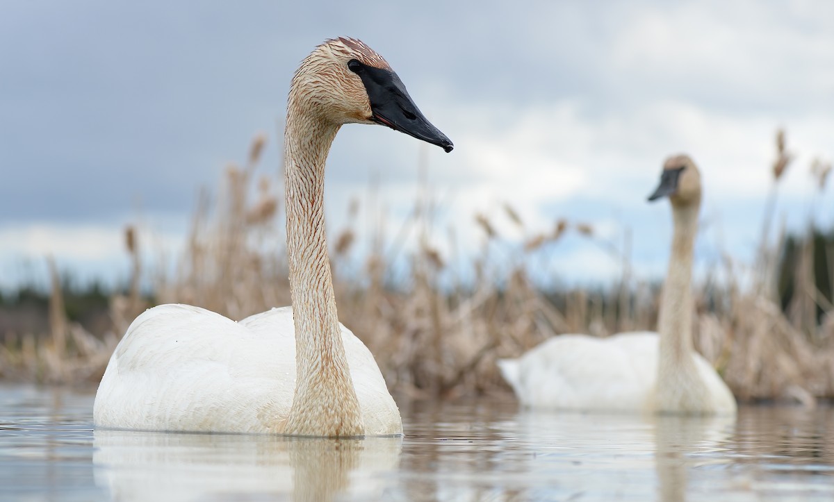 Trumpeter Swan - ML335636821