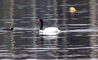 Black-necked Swan, ML335637851