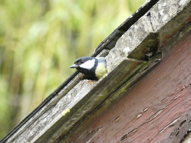 Nest in a hole in a wall. - Great Tit - 