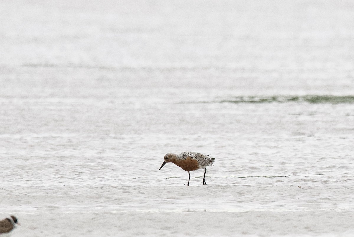 Red Knot - ML335644901