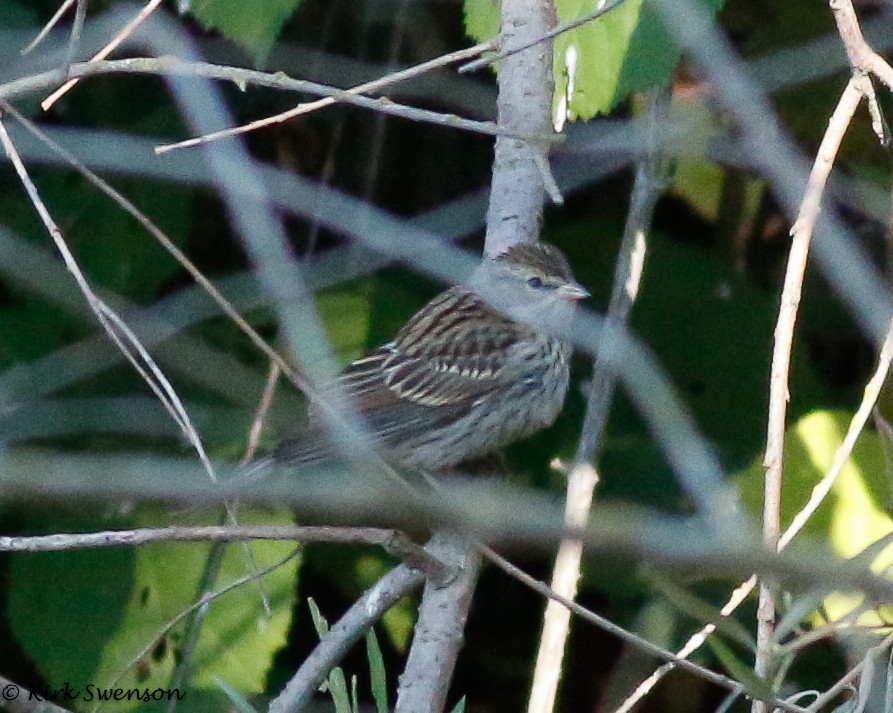 Chipping Sparrow - ML33564571