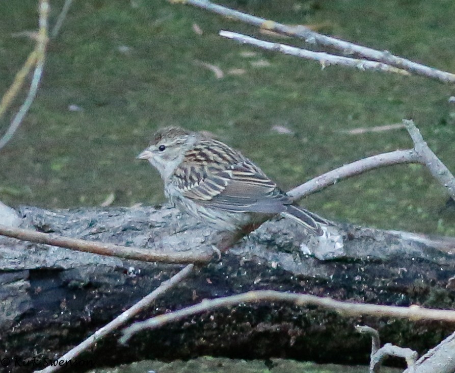 Chipping Sparrow - ML33564581