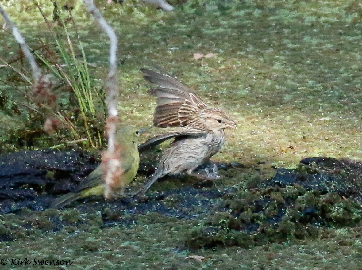 Chipping Sparrow - ML33564621