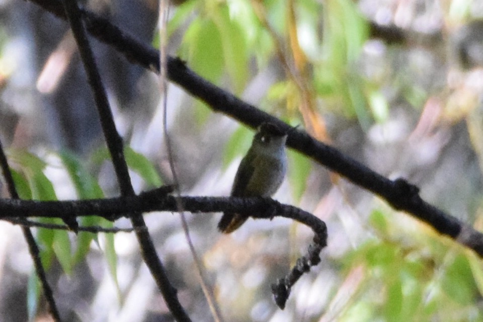 Green-backed Firecrown - ML335654041