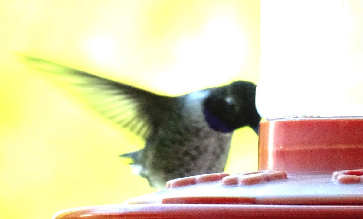 Black-chinned Hummingbird - ML335654051