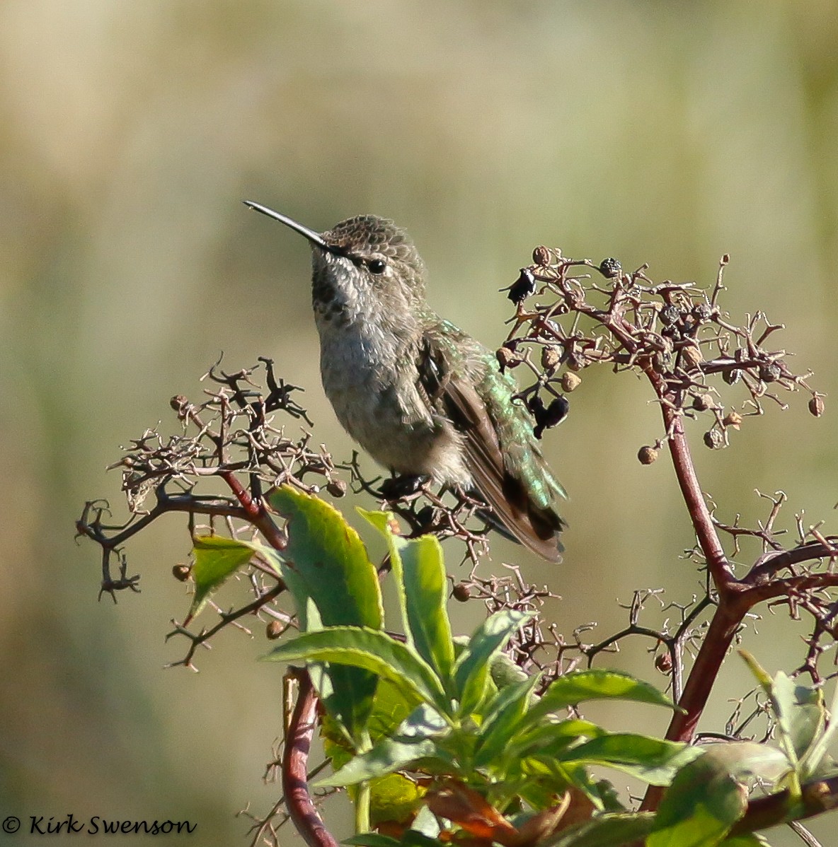 Anna's Hummingbird - ML33565441