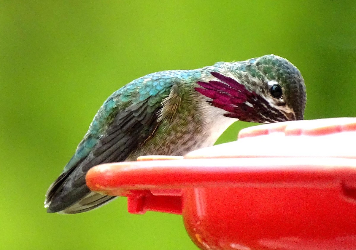 Calliope Hummingbird - ML335654601
