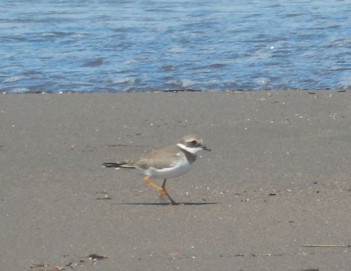 Common Ringed Plover - ML33565461
