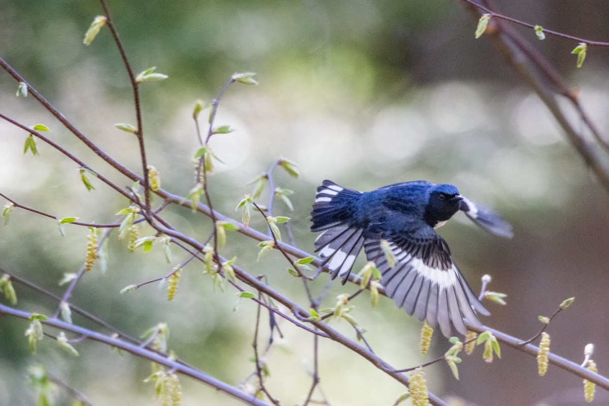 Black-throated Blue Warbler - ML335659451