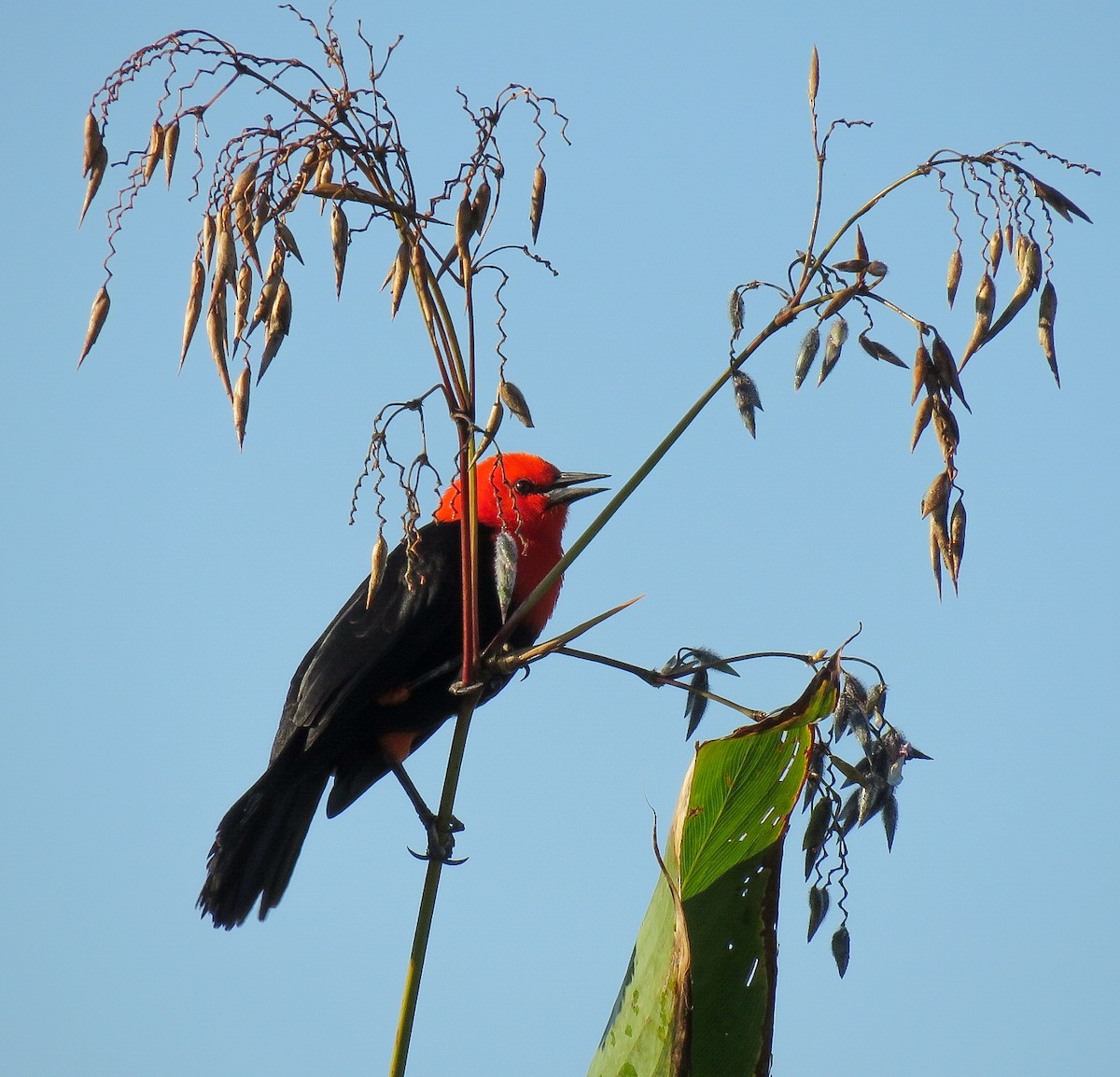 Scarlet-headed Blackbird - ML335661121
