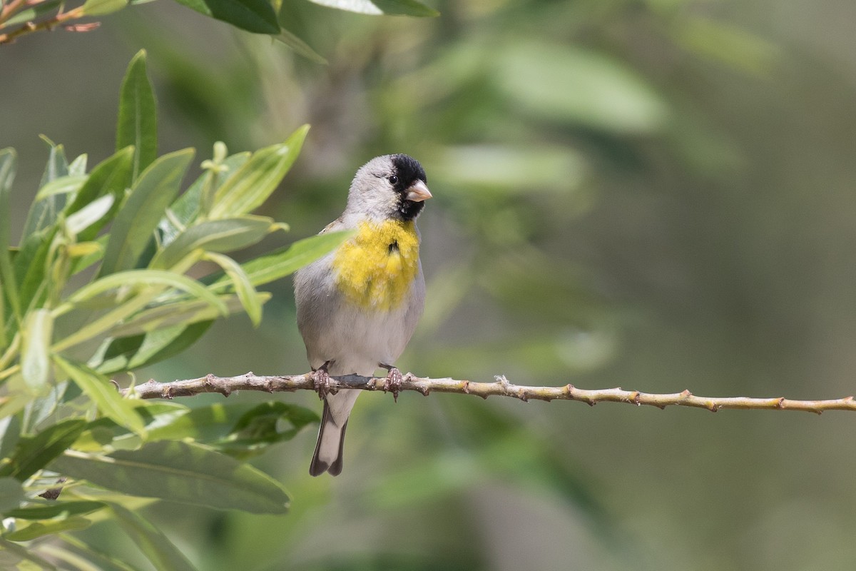Lawrence's Goldfinch - ML335665881