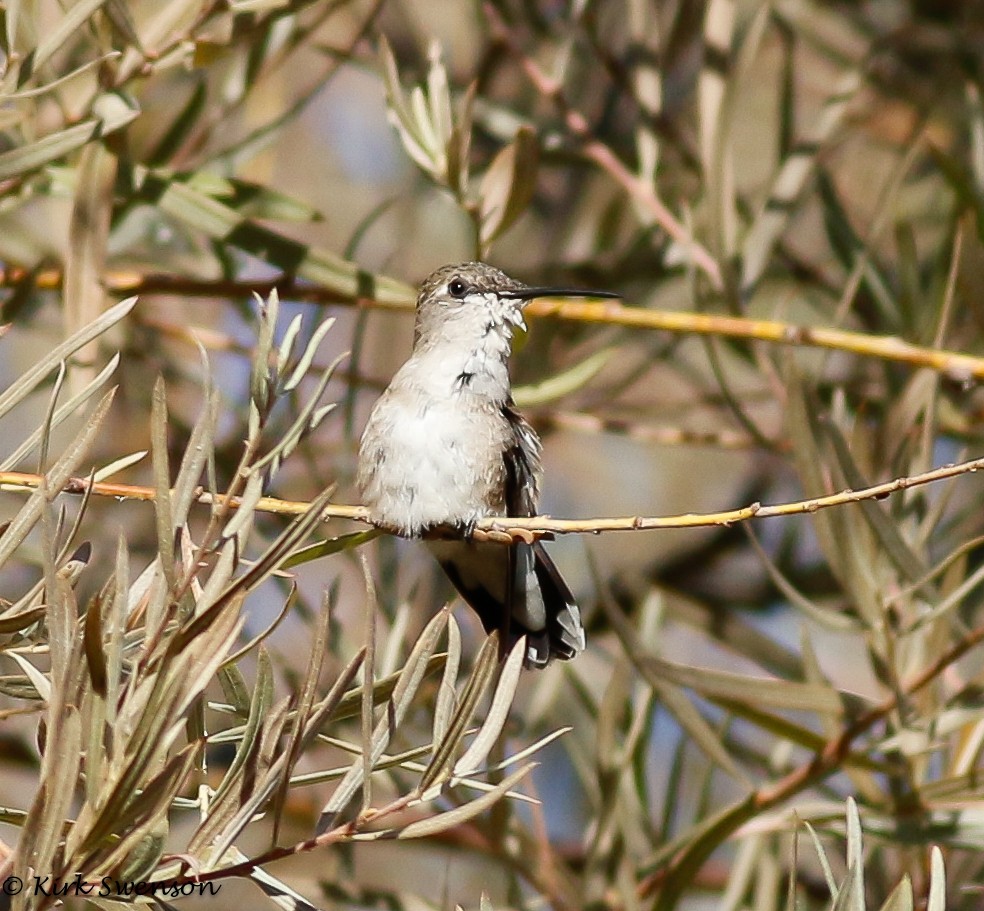 Black-chinned Hummingbird - Kirk Swenson