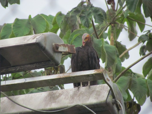 Lesser Yellow-headed Vulture - Edwin Campbell whitehawkbirding.com