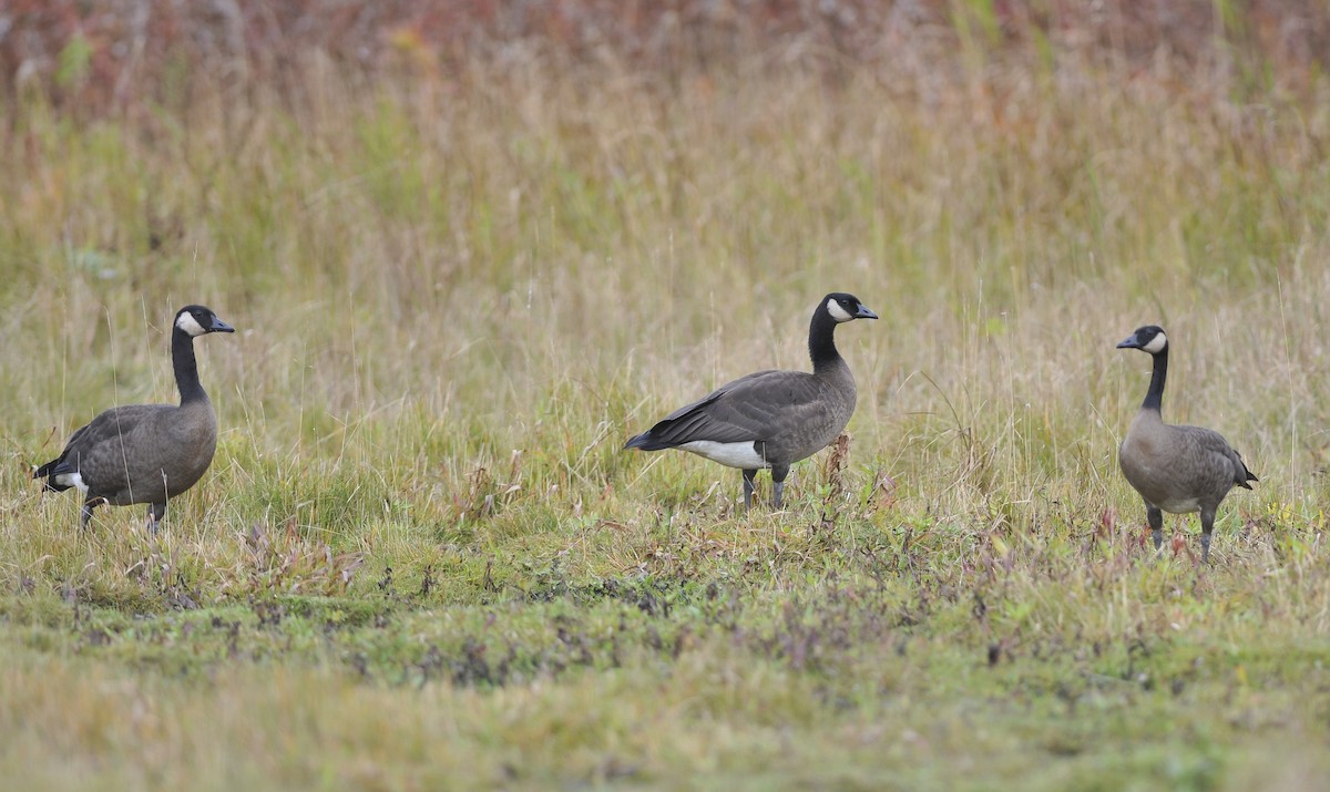 Canada Goose (occidentalis/fulva) - Historical Middleton Island Data