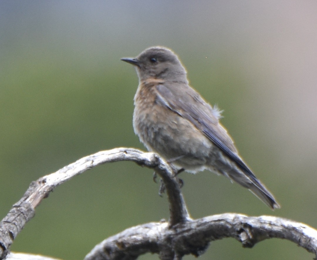 Western Bluebird - Leonardo Guzmán (Kingfisher Birdwatching Nuevo León)