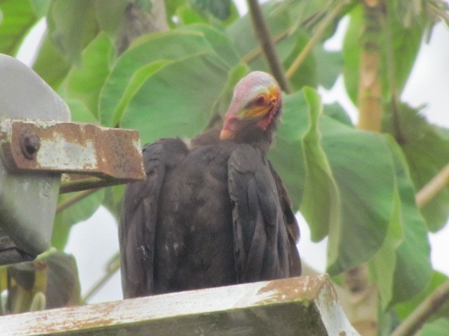 Lesser Yellow-headed Vulture - ML335666691