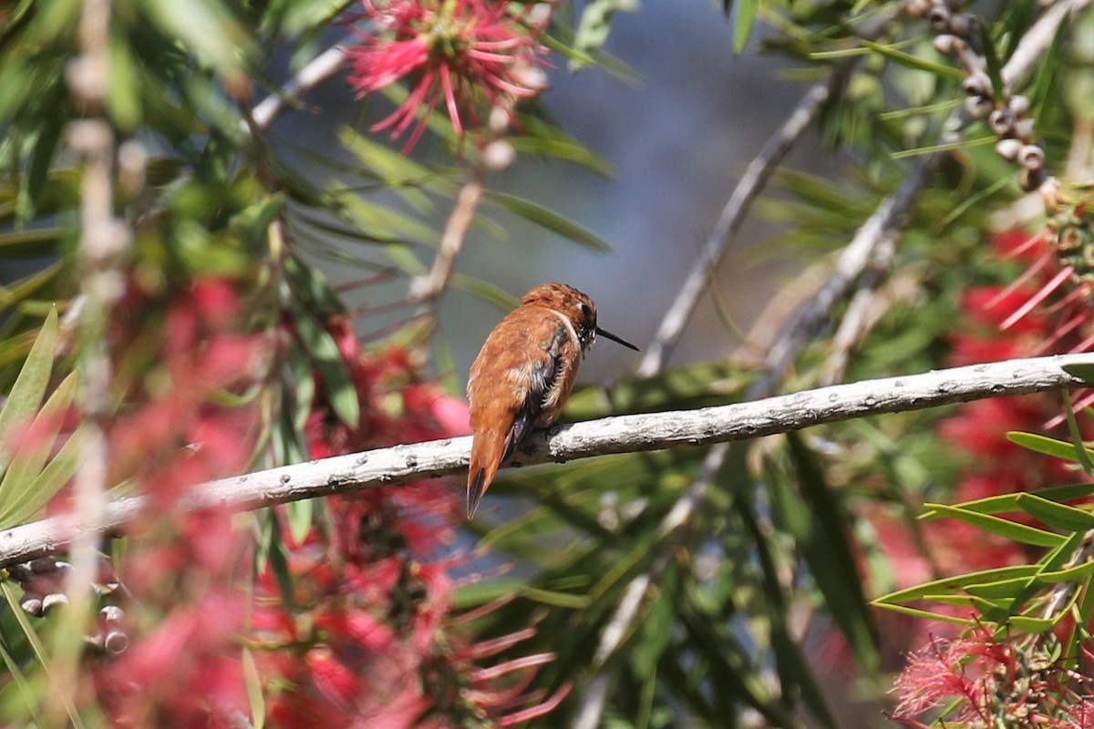 Rufous Hummingbird - ML335668161