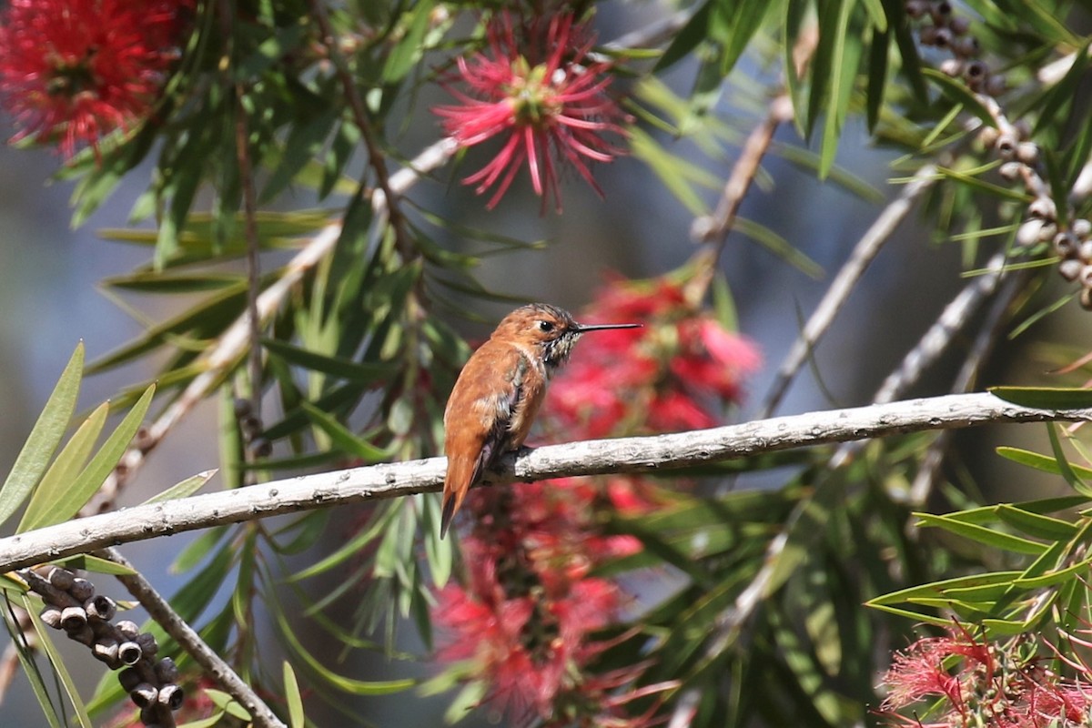 Rufous Hummingbird - Tom Fangrow