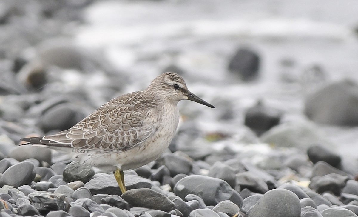 Red Knot - Historical Middleton Island Data