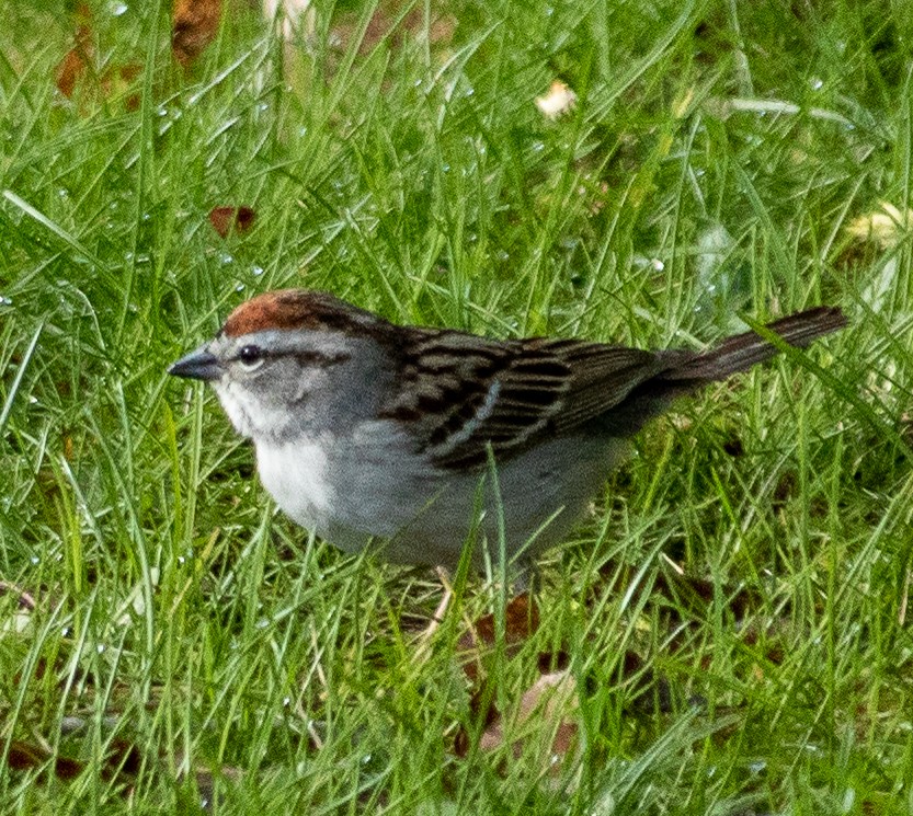 Chipping Sparrow - ML335673171