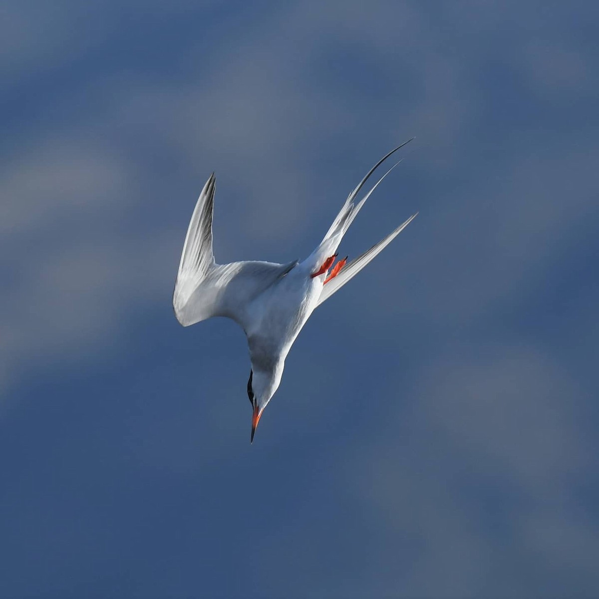 Forster's Tern - Connie Misket