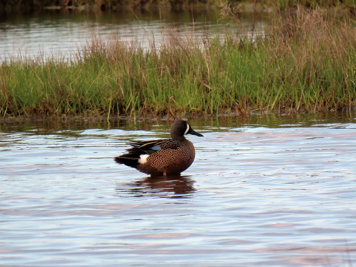 Blue-winged Teal - Terry Lodge
