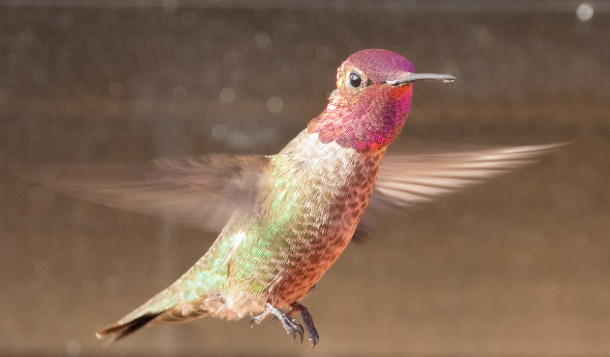 Anna's Hummingbird - ML335677781
