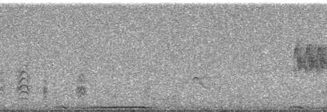 Bant Kuyruklu Güvercin [fasciata grubu] - ML33568