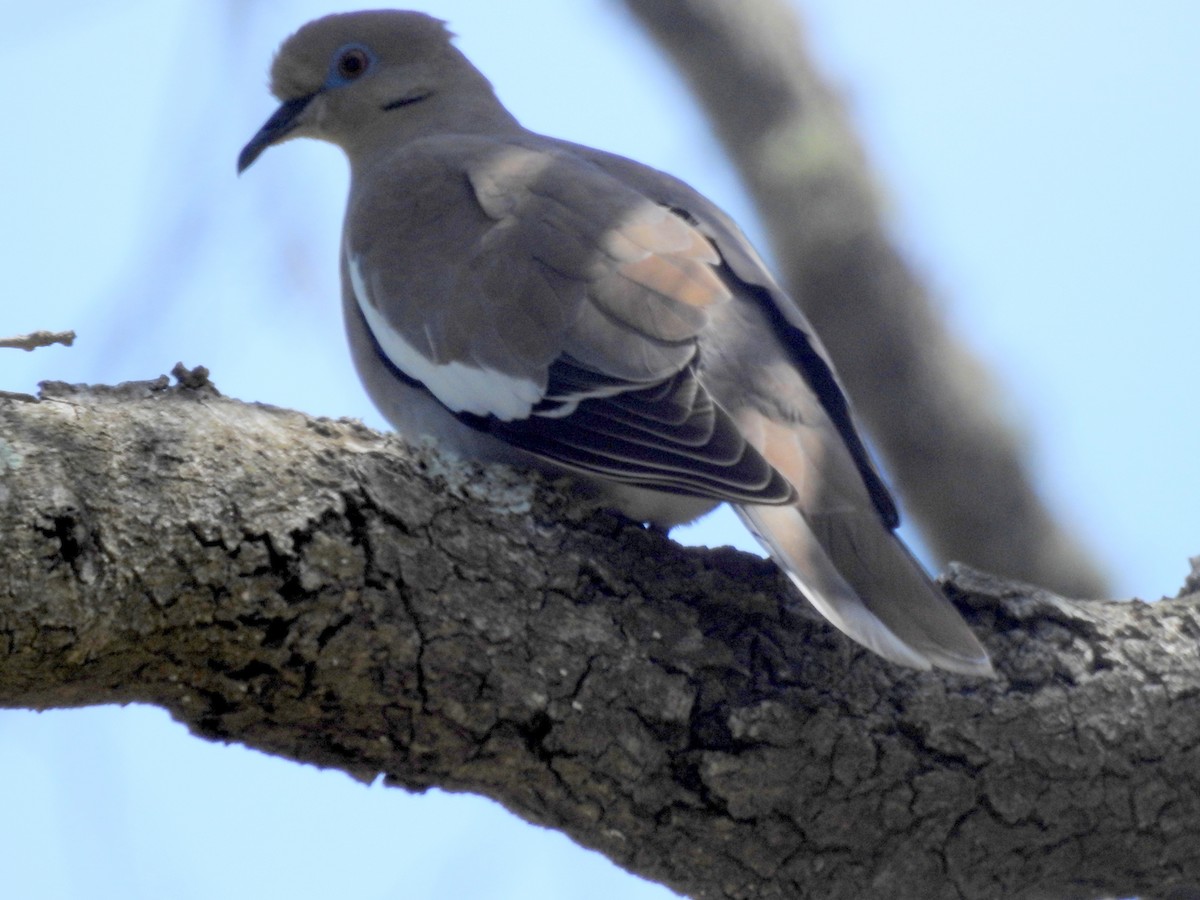 White-winged Dove - Keith Brink
