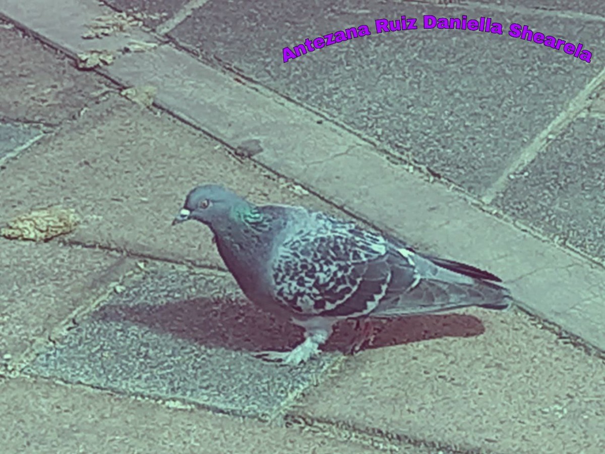 Rock Pigeon (Feral Pigeon) - ML335688411