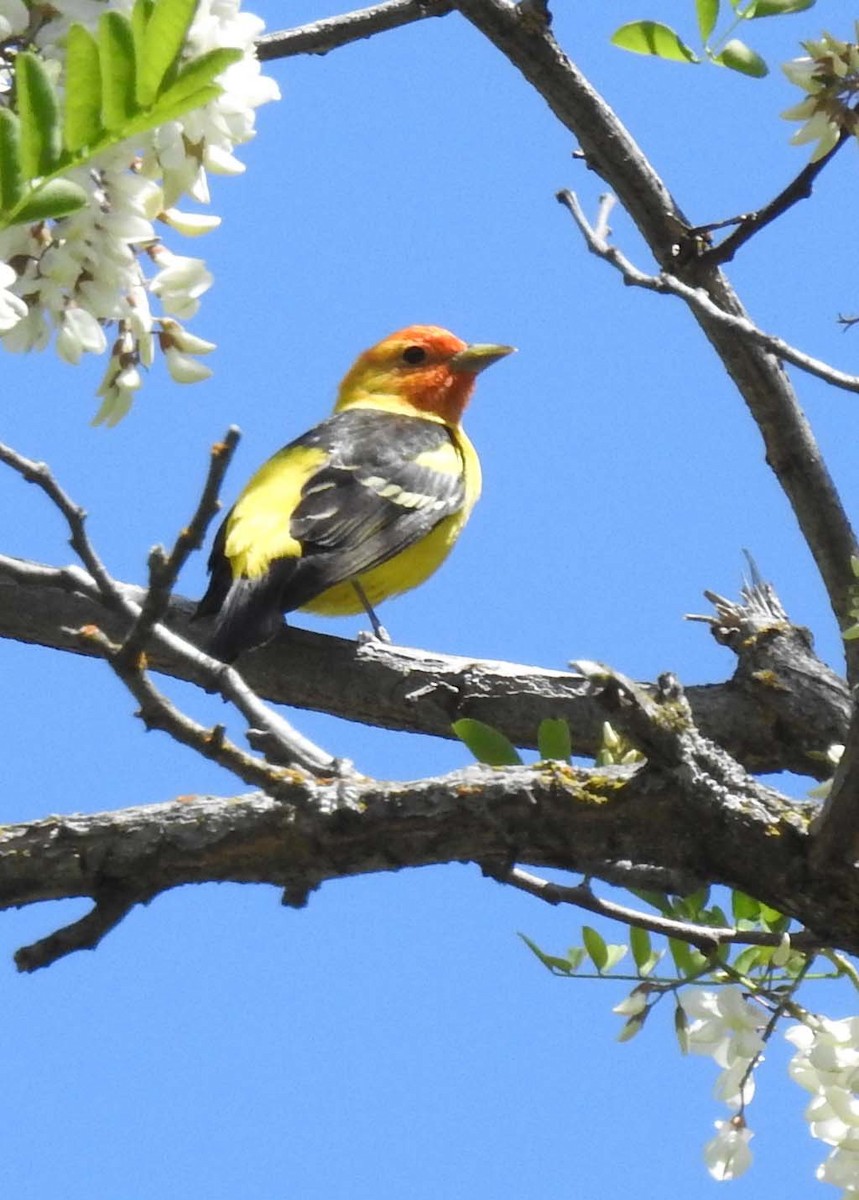 Western Tanager - ML335689811