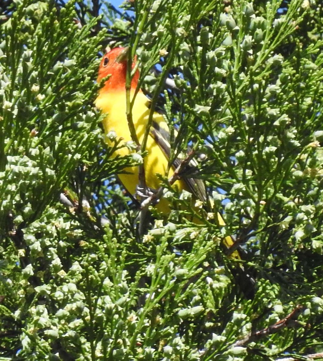 Western Tanager - ML335689901