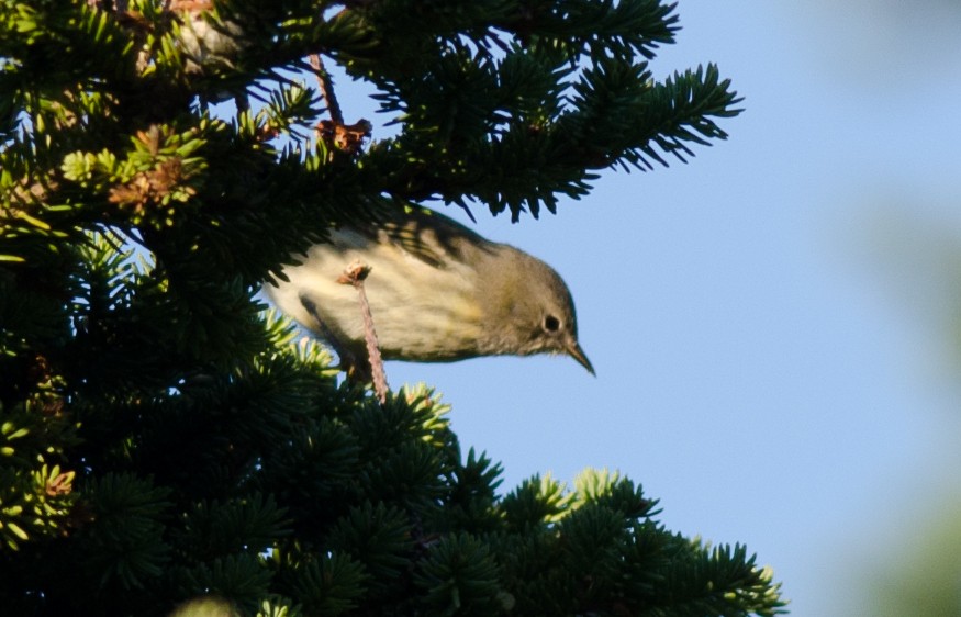 Cape May Warbler - ML33569421