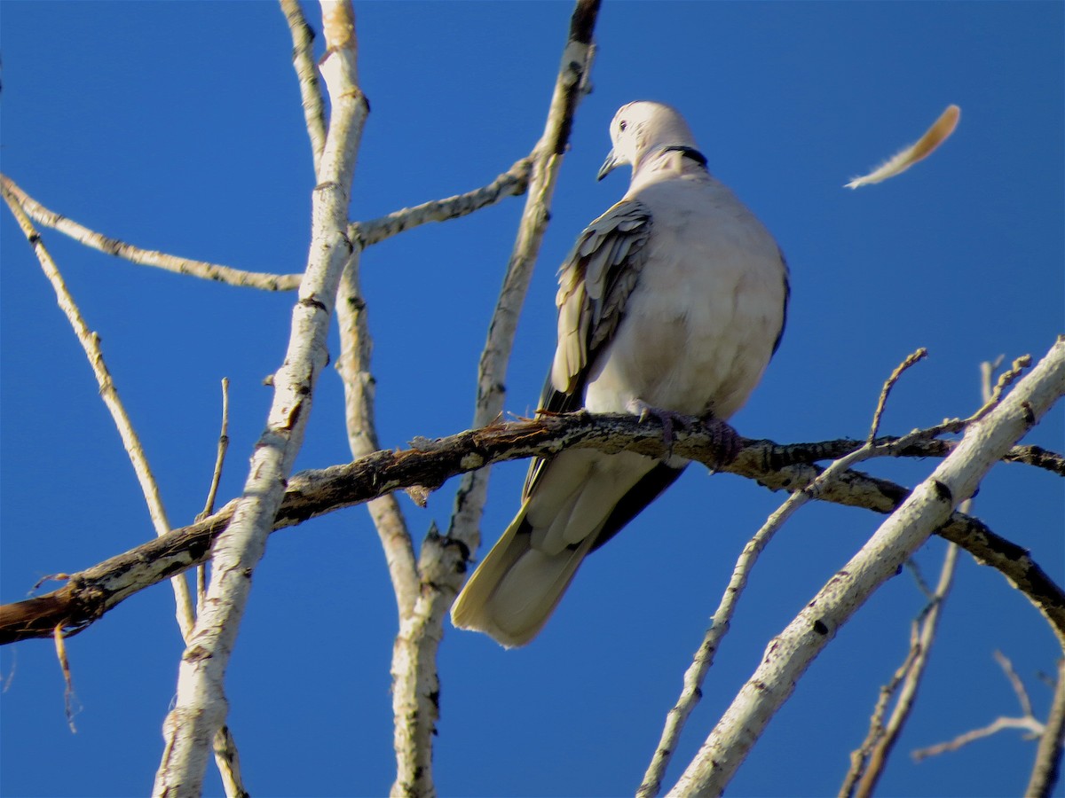 African Collared-Dove - ML33569851